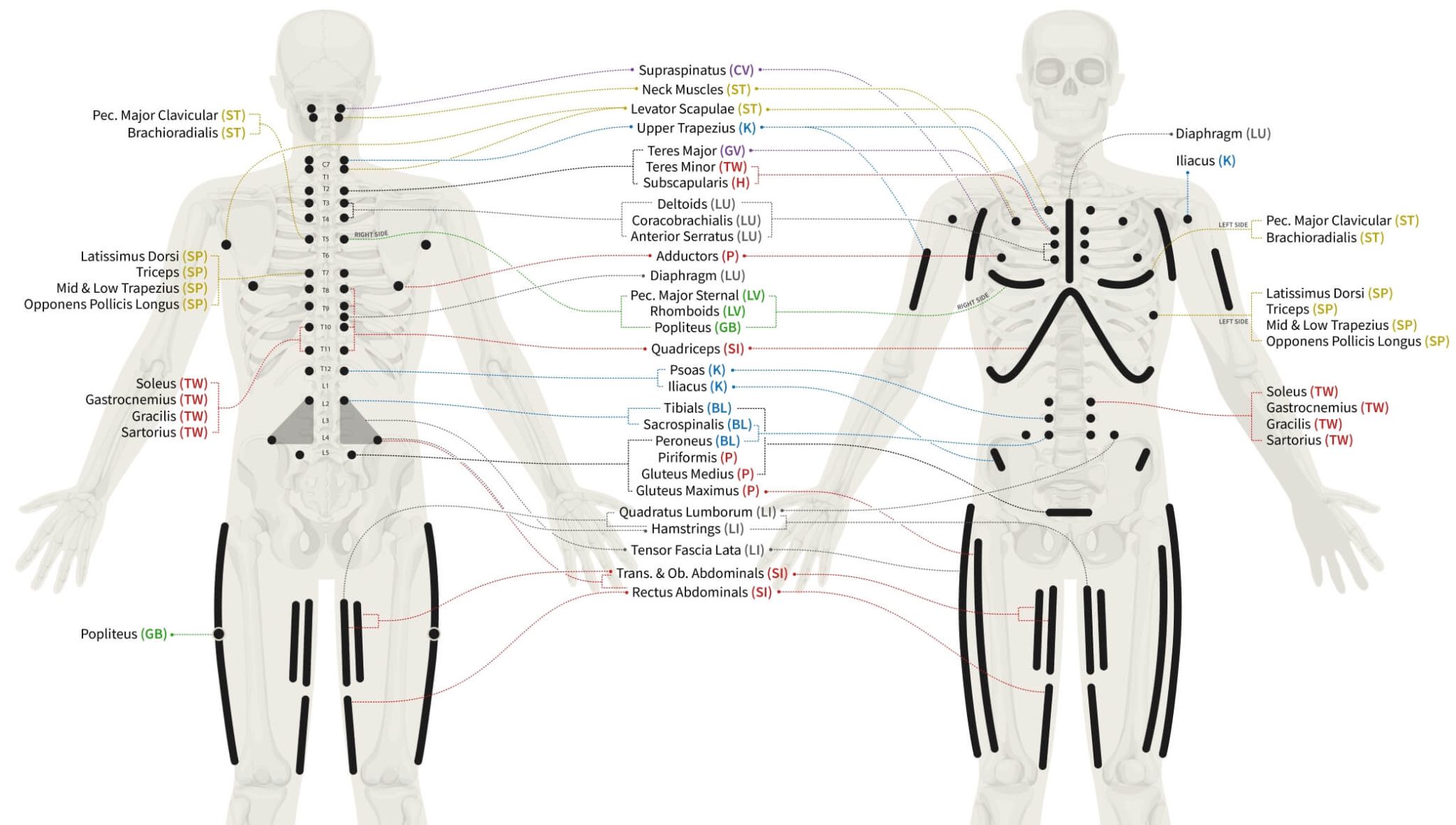 The Power of Chapman’s Neurolymphatic Reflexes! Performing a