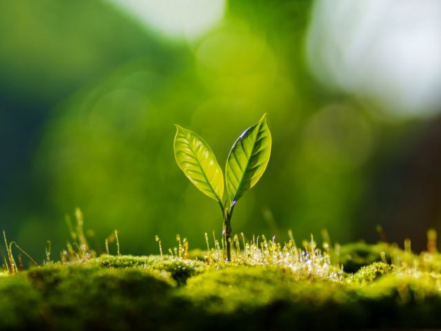 Ready For A Spring Reset? 5 Energy Medicine Tips To Balance Your TCM Wood Element